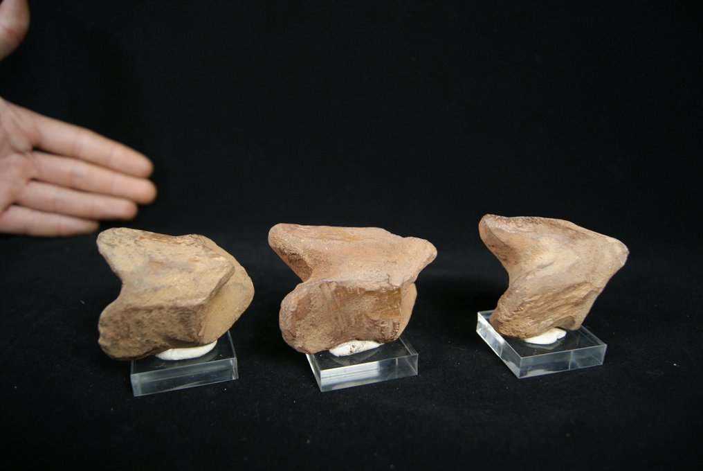 Dedo del pie completo - Esqueleto fósil - Spinosaurio Aegyptiacus - 15 cm #2.2