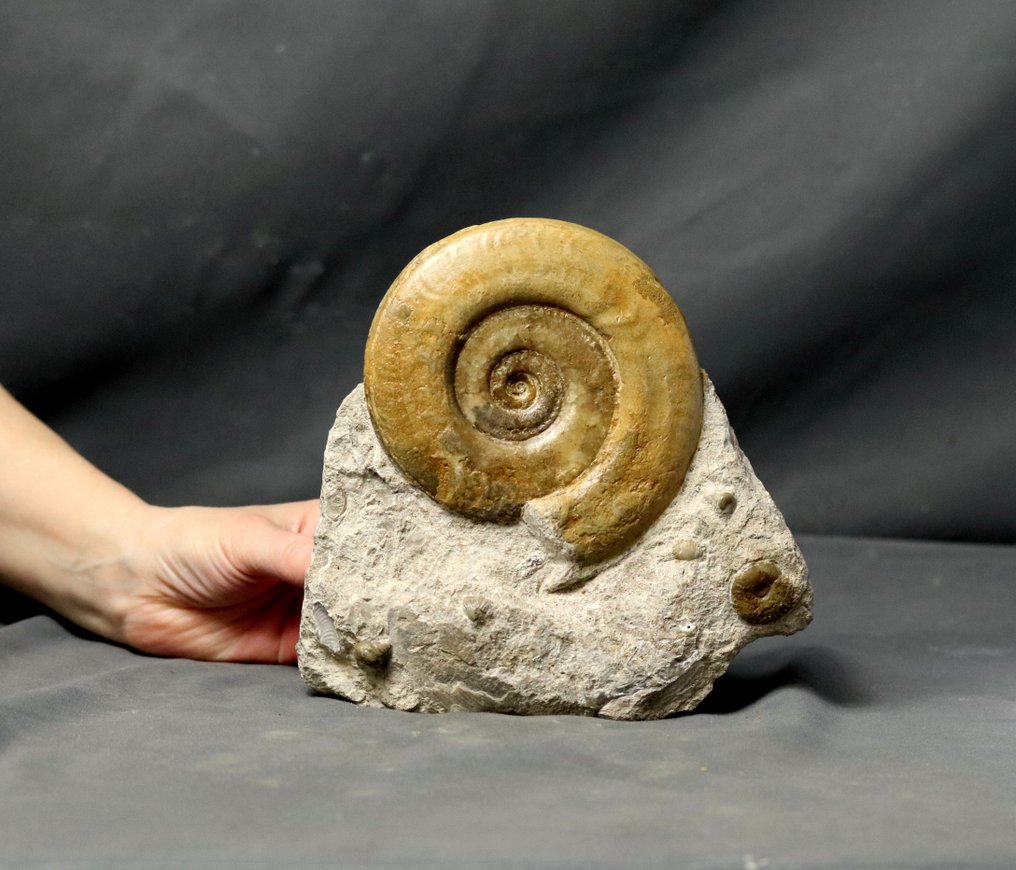 Stor ammonit på självstående sten - Fossiliserat djur - Hildoceras bifrons - 18 cm - 18 cm #1.1