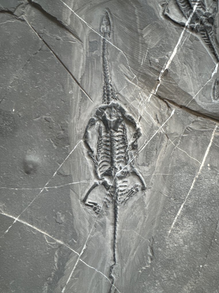 Reptilă fosilă: Keichousaurus (doi împreună) - Animale fosilizate - Keichousaurus - 50.5 cm - 31 cm #2.1