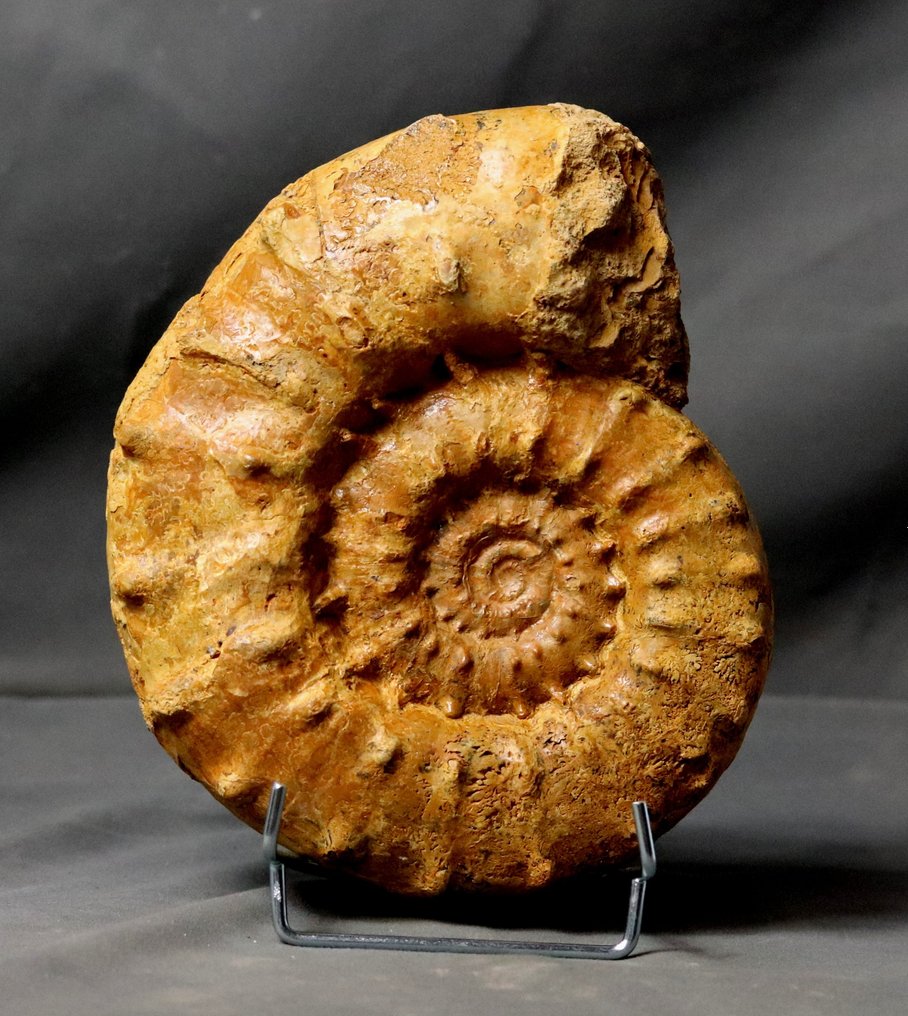Fin ammonit med pigge - IKKE poleret - Forstenet dyr - Euaspidoceras acanthodes - 20.5 cm #2.1