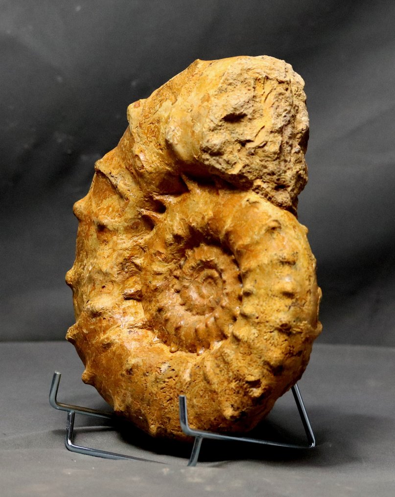 Fin ammonit med pigge - IKKE poleret - Forstenet dyr - Euaspidoceras acanthodes - 20.5 cm #3.1