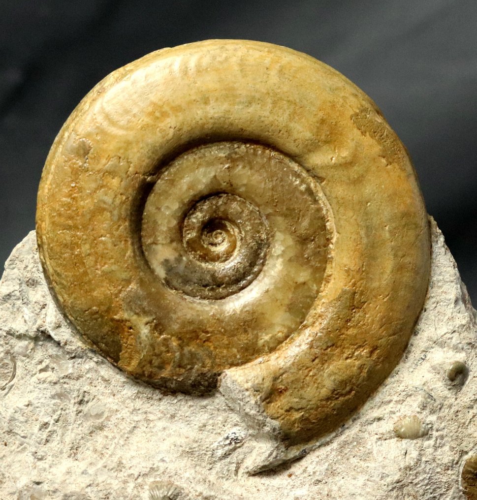 Stor ammonit på självstående sten - Fossiliserat djur - Hildoceras bifrons - 18 cm - 18 cm #2.2