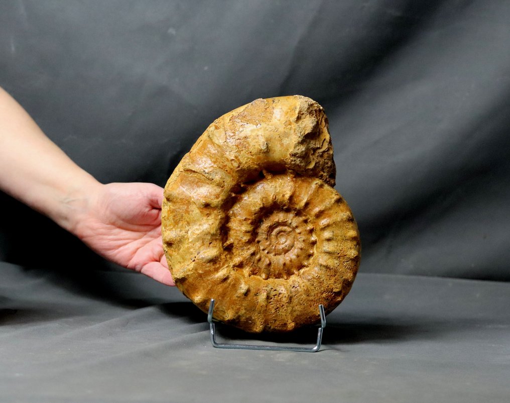 Fin ammonit med pigge - IKKE poleret - Forstenet dyr - Euaspidoceras acanthodes - 20.5 cm #1.1