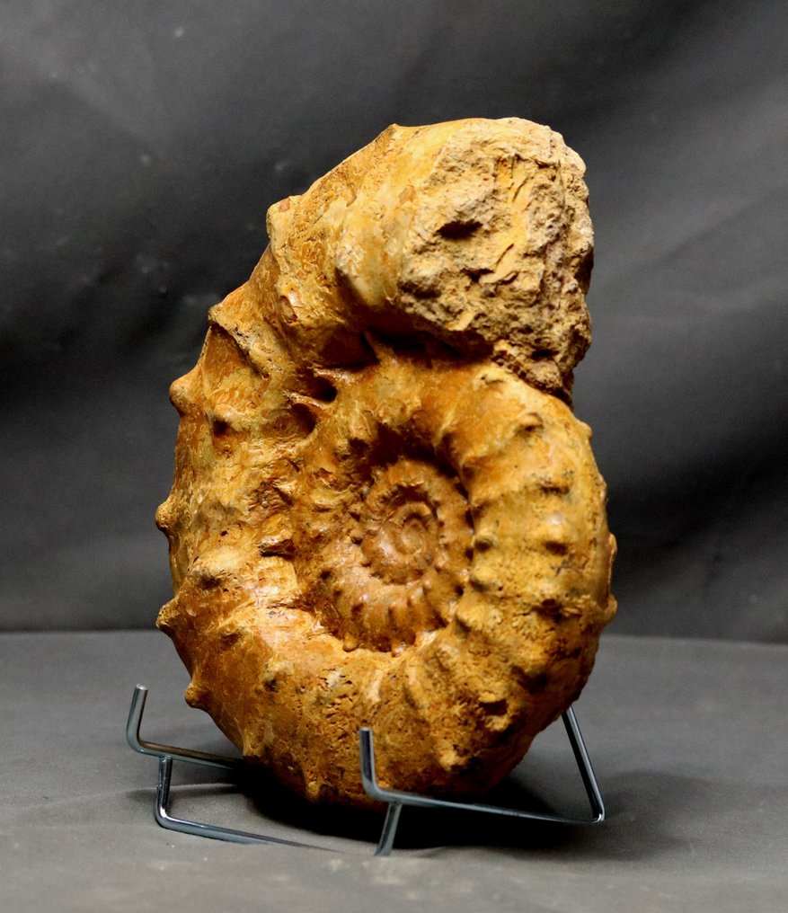 Fin ammonit med pigge - IKKE poleret - Forstenet dyr - Euaspidoceras acanthodes - 20.5 cm #2.2