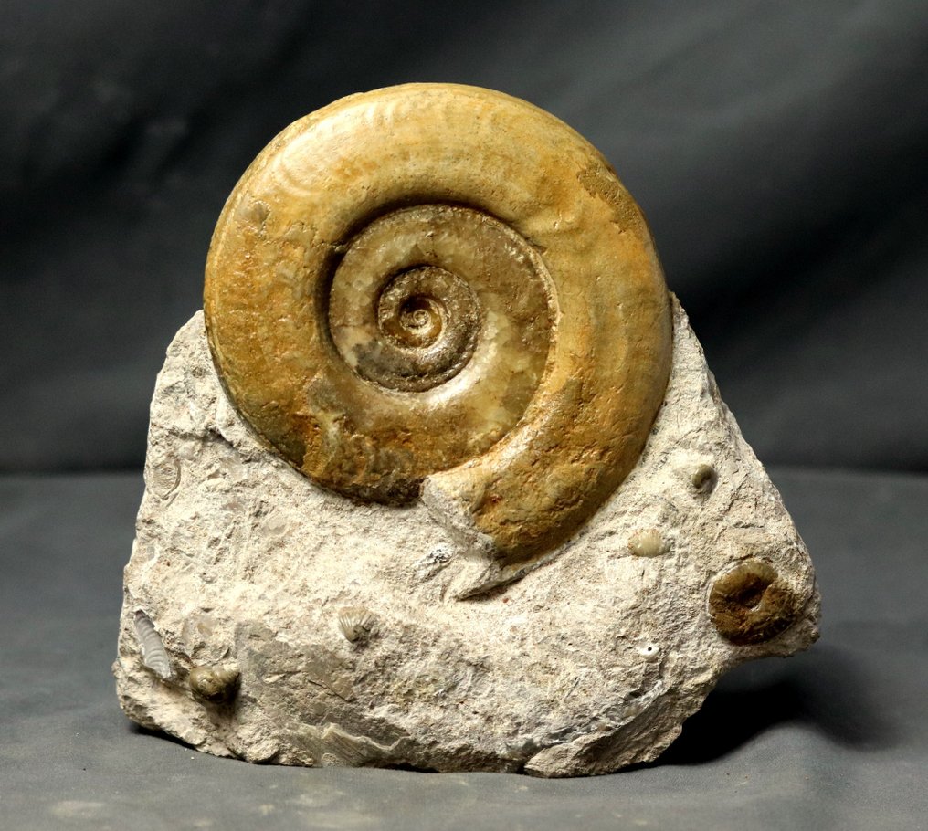 Stor ammonit på självstående sten - Fossiliserat djur - Hildoceras bifrons - 18 cm - 18 cm #2.1