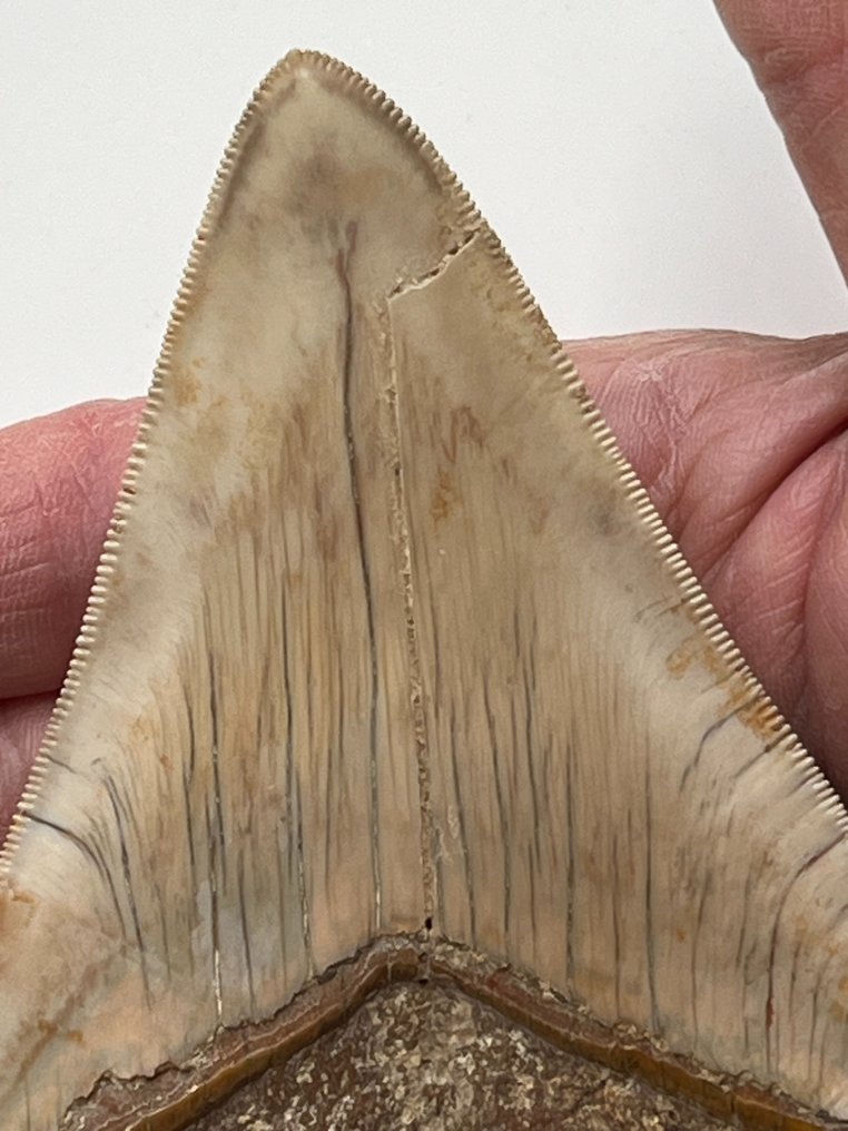 巨齒鯊牙齒 12.7 公分（5 吋） - 牙齒化石 - Carcharocles megalodon  (沒有保留價) #1.2