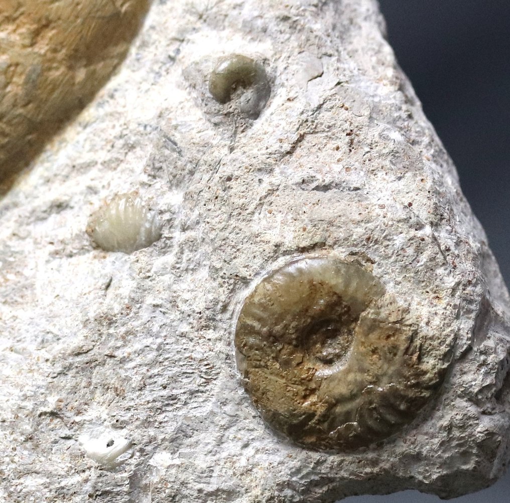 Stor ammonit på självstående sten - Fossiliserat djur - Hildoceras bifrons - 18 cm - 18 cm #3.2