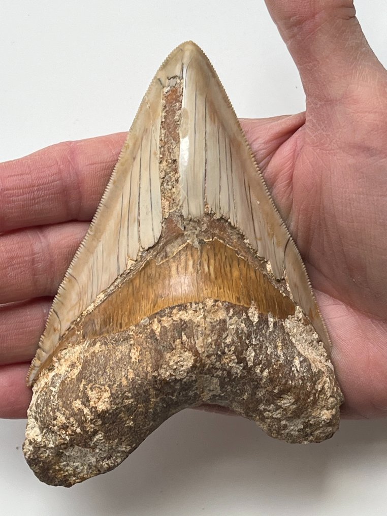 巨齒鯊牙齒 12.7 公分（5 吋） - 牙齒化石 - Carcharocles megalodon  (沒有保留價) #2.1