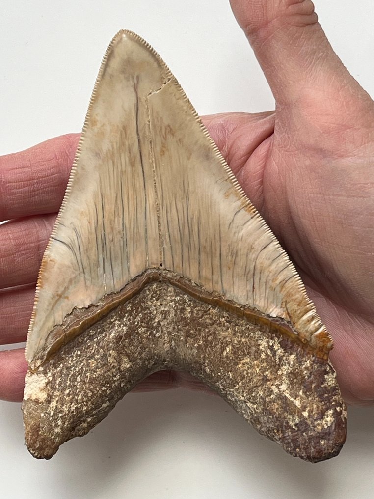 巨齒鯊牙齒 12.7 公分（5 吋） - 牙齒化石 - Carcharocles megalodon  (沒有保留價) #1.1