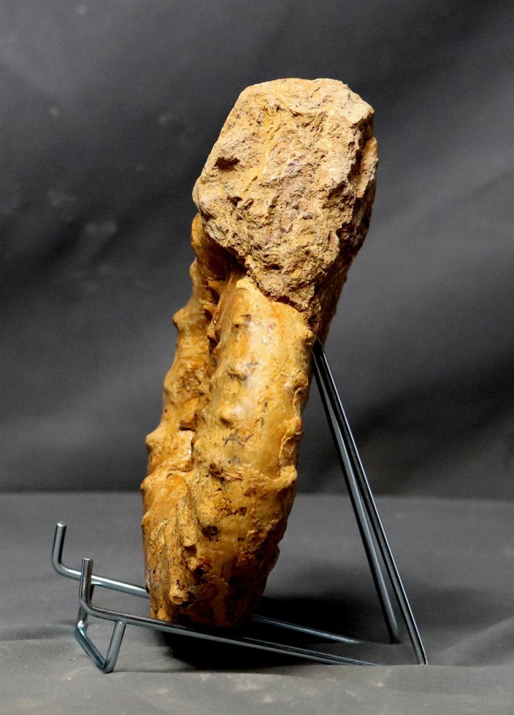 帶刺的細菊石 - 未拋光 - 動物化石 - Euaspidoceras acanthodes - 20.5 cm #3.2