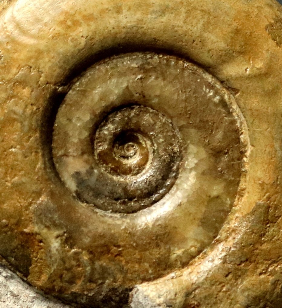 自立石上的大型菊石 - 动物化石 - Hildoceras bifrons - 18 cm - 18 cm #3.1