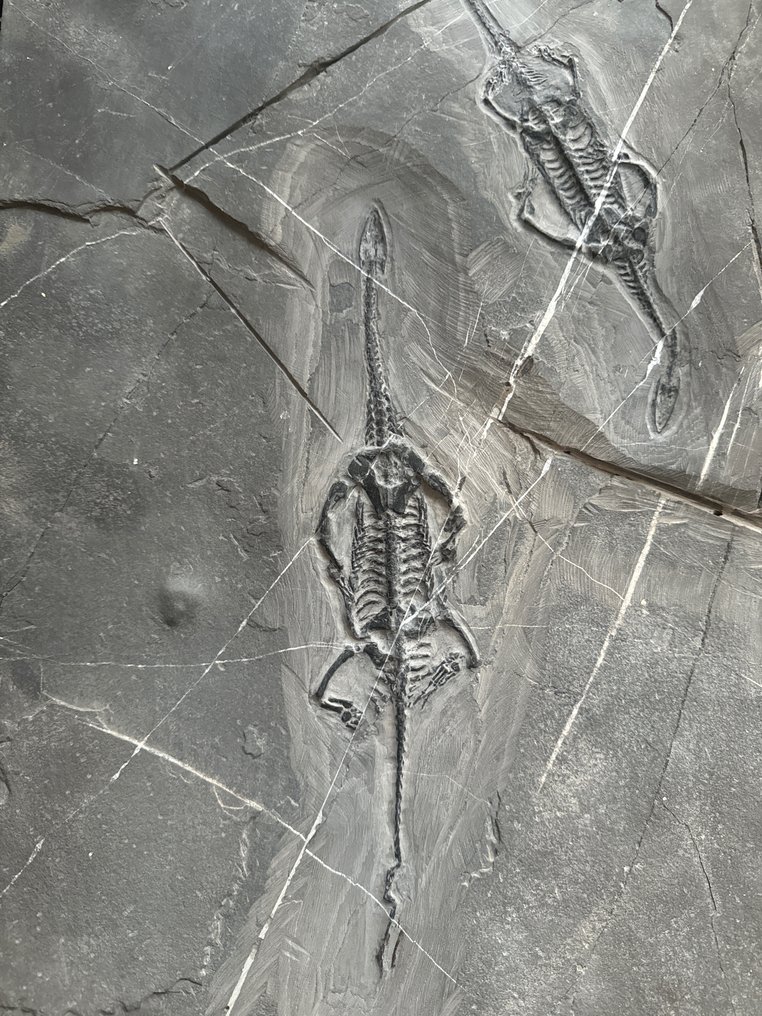 Fossilt krybdyr: Keichousaurus (to sammen) - Forstenet dyr - Keichousaurus - 50.5 cm - 31 cm #1.2