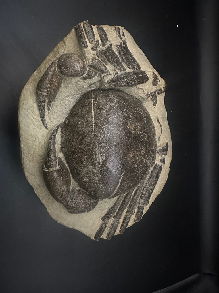 Krabbe - Fossile dyr - Tumidocarcinus giganteus - 18.5 cm - 13 cm #2.1