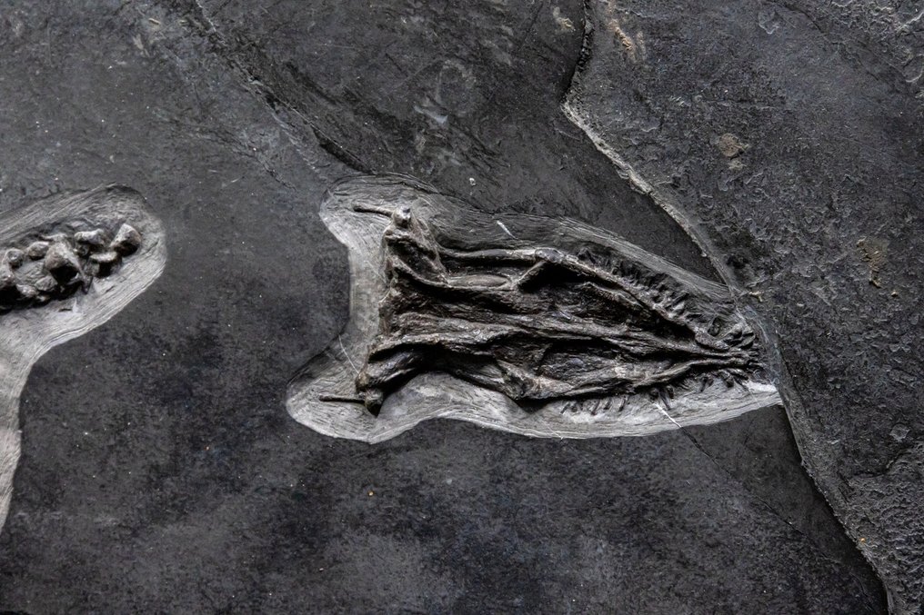 Reptilă marină - Schelet fosilă - Nothosaurus - 52 cm - 28 cm #2.2