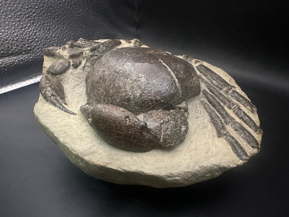 Granchio - Animale fossilizzato - Tumidocarcinus giganteus - 18.5 cm - 13 cm #1.1