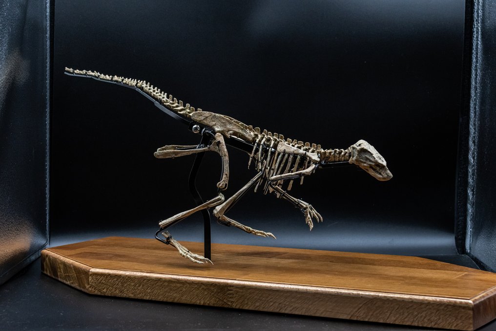 Esqueleto articulado fossilizado - Jeholosaurus - 25 cm - 59 cm #1.2
