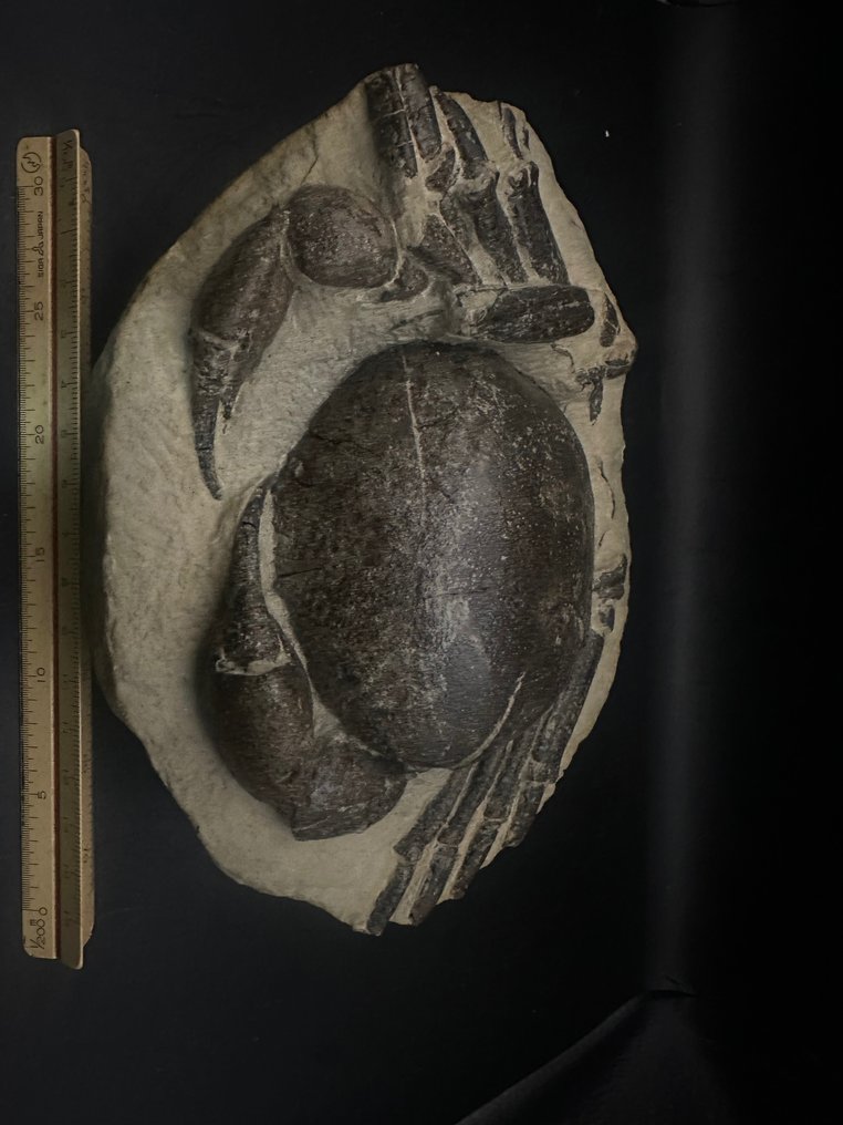 Granchio - Animale fossilizzato - Tumidocarcinus giganteus - 18.5 cm - 13 cm #3.1