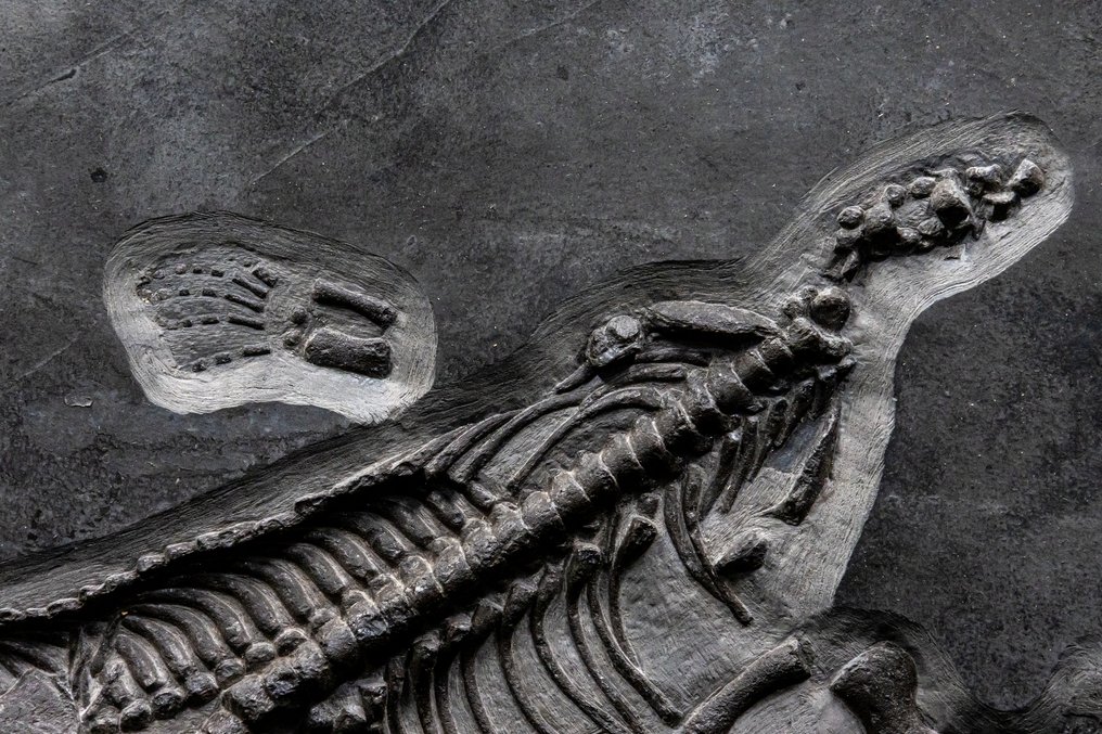 Rettile marino - Scheletro fossile - Nothosaurus - 52 cm - 28 cm #3.1