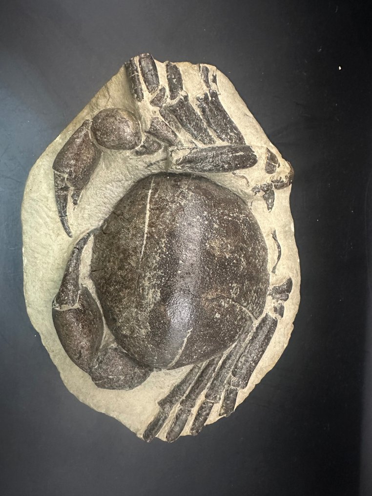 Granchio - Animale fossilizzato - Tumidocarcinus giganteus - 18.5 cm - 13 cm #2.2
