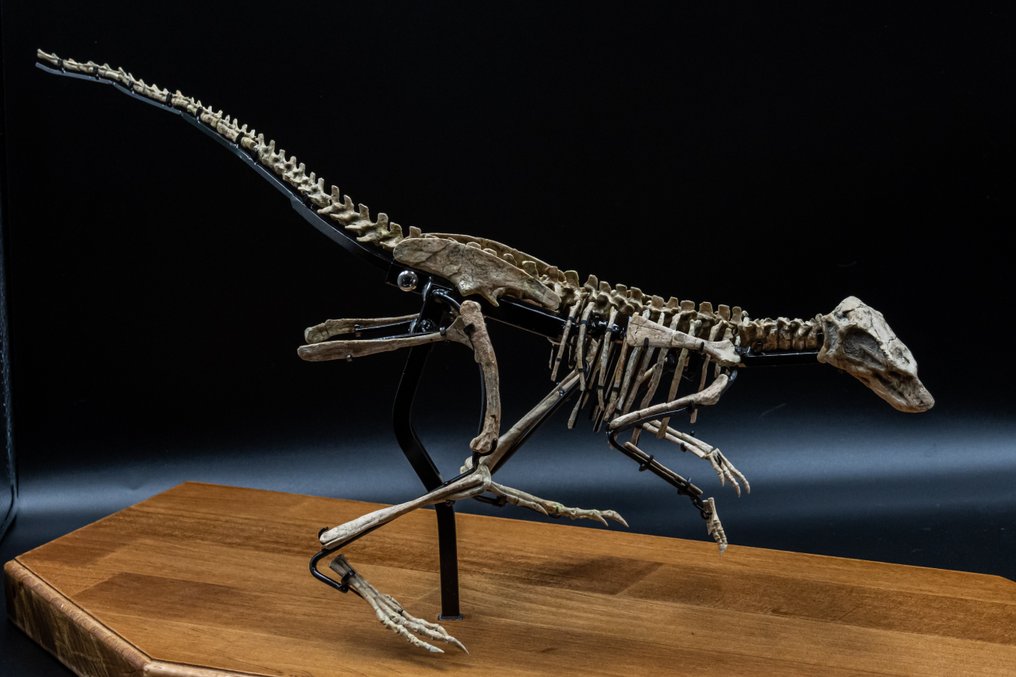 Fossilised articulated skeleton - Jeholosaurus - 25 cm - 59 cm #3.1