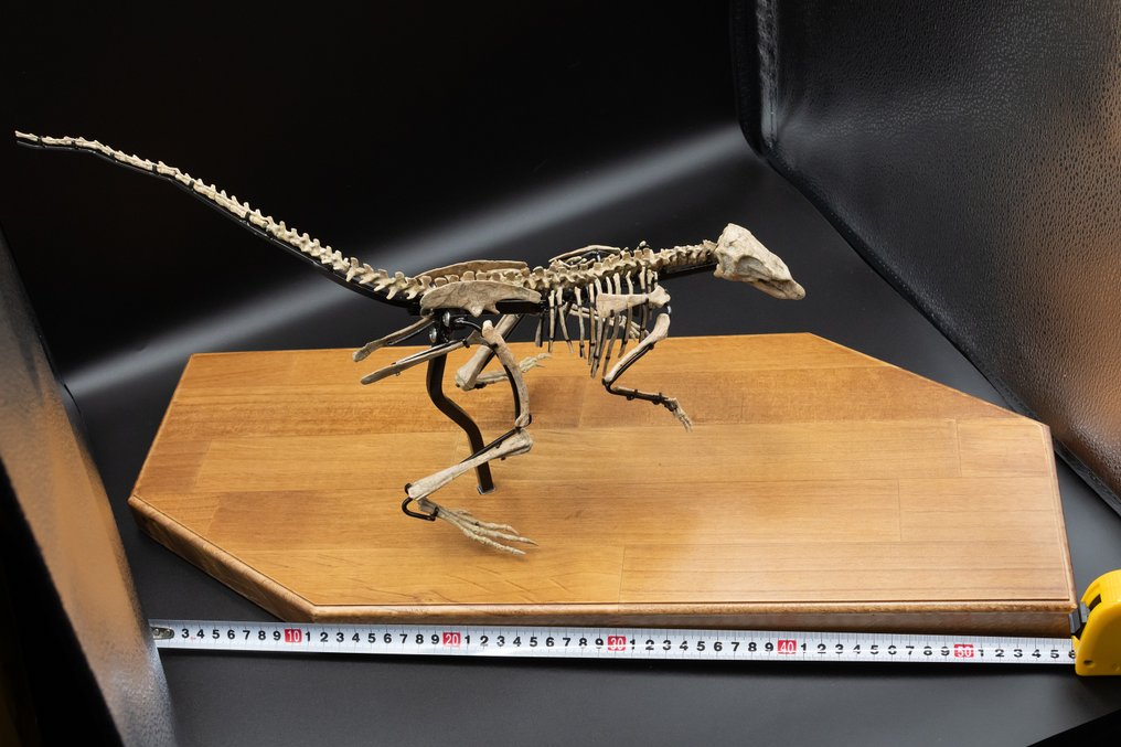 鉸接骨架化石 - Jeholosaurus - 25 cm - 59 cm #1.3