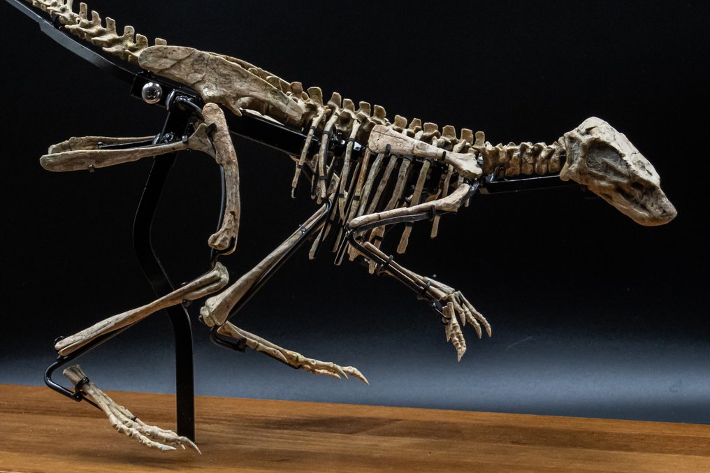 Fossilised articulated skeleton - Jeholosaurus - 25 cm - 59 cm #2.1