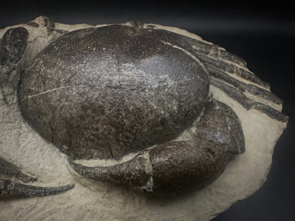 Krabbe - Fossile dyr - Tumidocarcinus giganteus - 18.5 cm - 13 cm #3.3