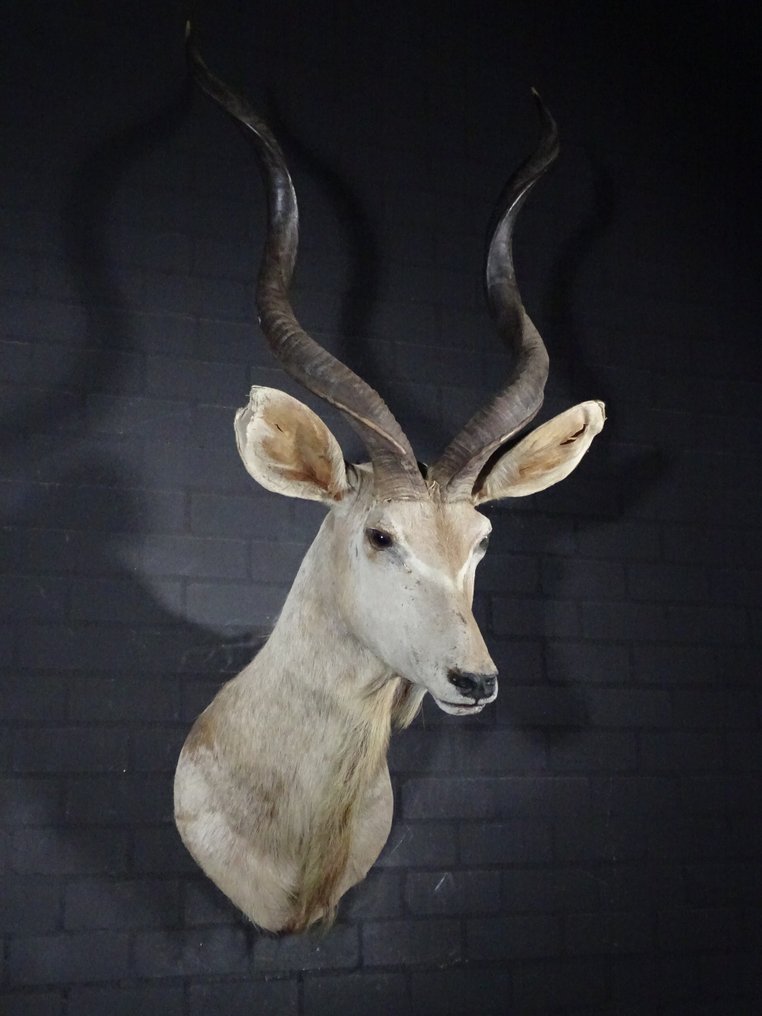 Større Kudu skulderbeslag - Kranie - Tragelaphus strepsiceros - 90 cm - 150 cm - 65 cm- non-CITES species #3.2