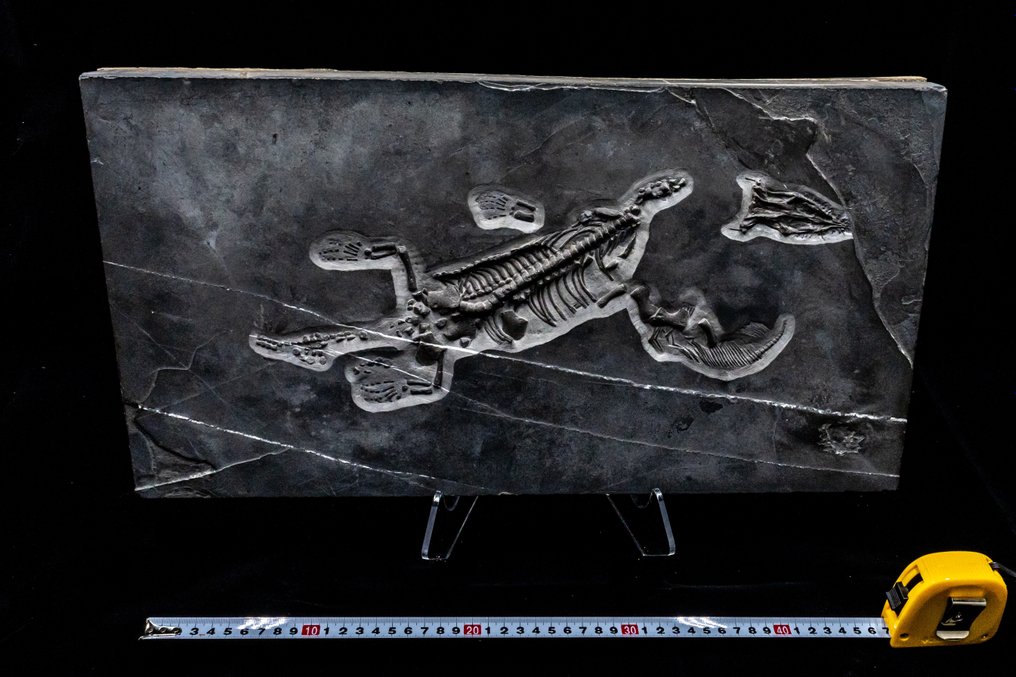 Reptilă marină - Schelet fosilă - Nothosaurus - 52 cm - 28 cm #2.1