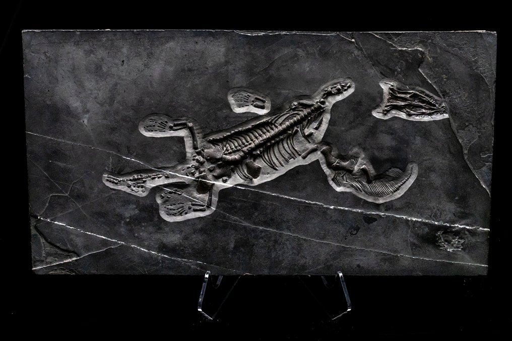 Marine krybdyr - Fossilt skelet - Nothosaurus - 52 cm - 28 cm #1.1