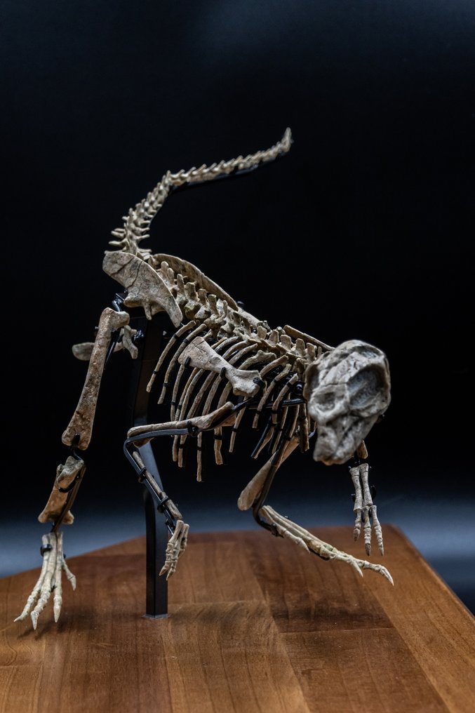 Esqueleto articulado fossilizado - Jeholosaurus - 25 cm - 59 cm #1.1