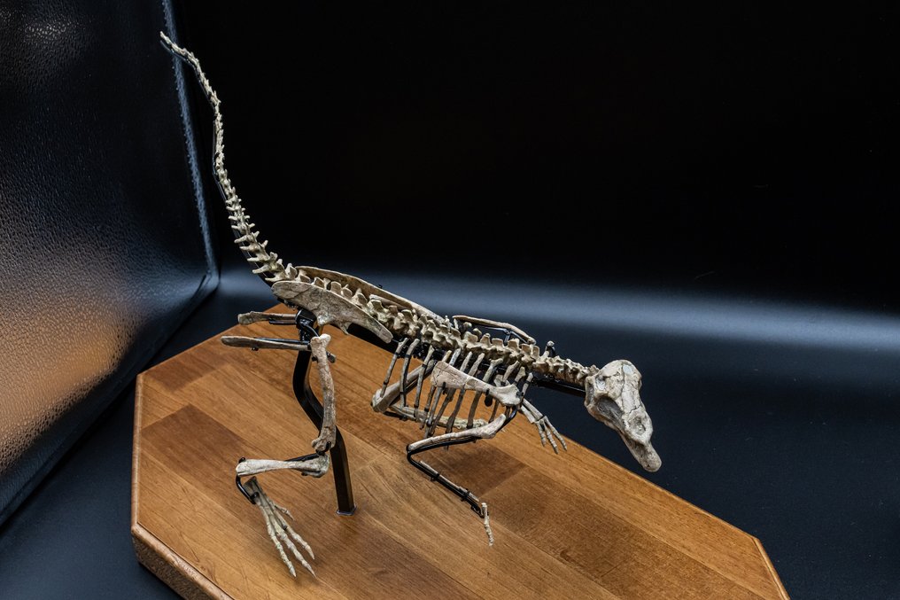 Esqueleto articulado fossilizado - Jeholosaurus - 25 cm - 59 cm #3.2