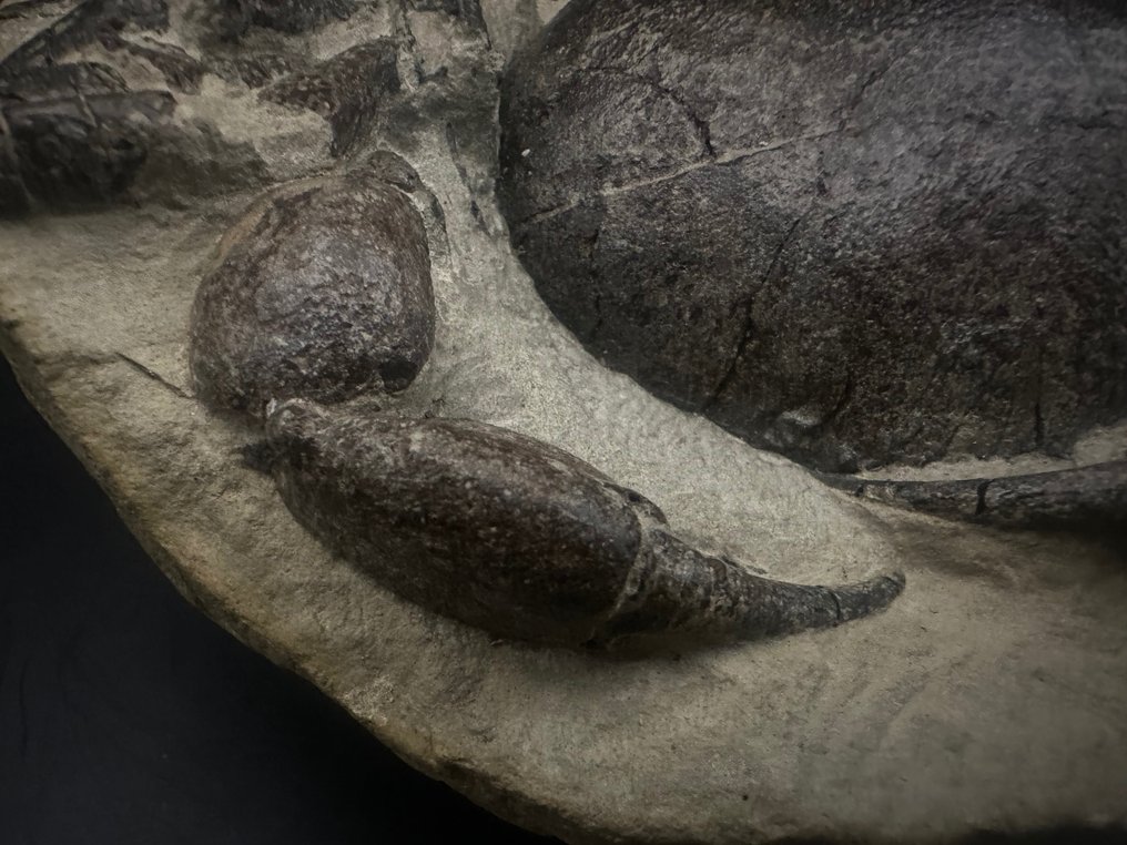 Cangrejo - Animal fosilizado - Tumidocarcinus giganteus - 18.5 cm - 13 cm #3.2