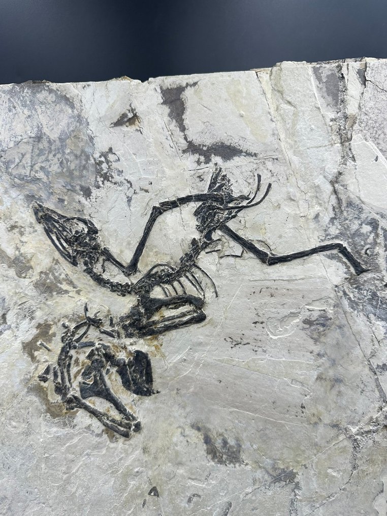 Fossil matrix - Confuciusornis - 39 cm - 35 cm #2.2