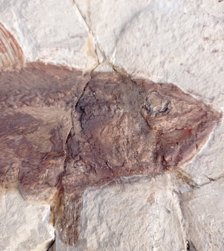 魚 - Fossil matrix - Grande Halec Microlepis con la prole - 260 mm - 1115 mm #2.2