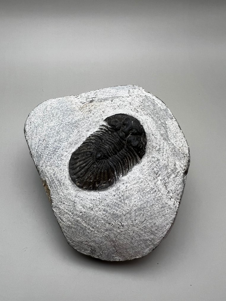Trilobiet - Gefossiliseerd dier - Scabriscutellum - 4.4 cm - 2.9 cm #1.1