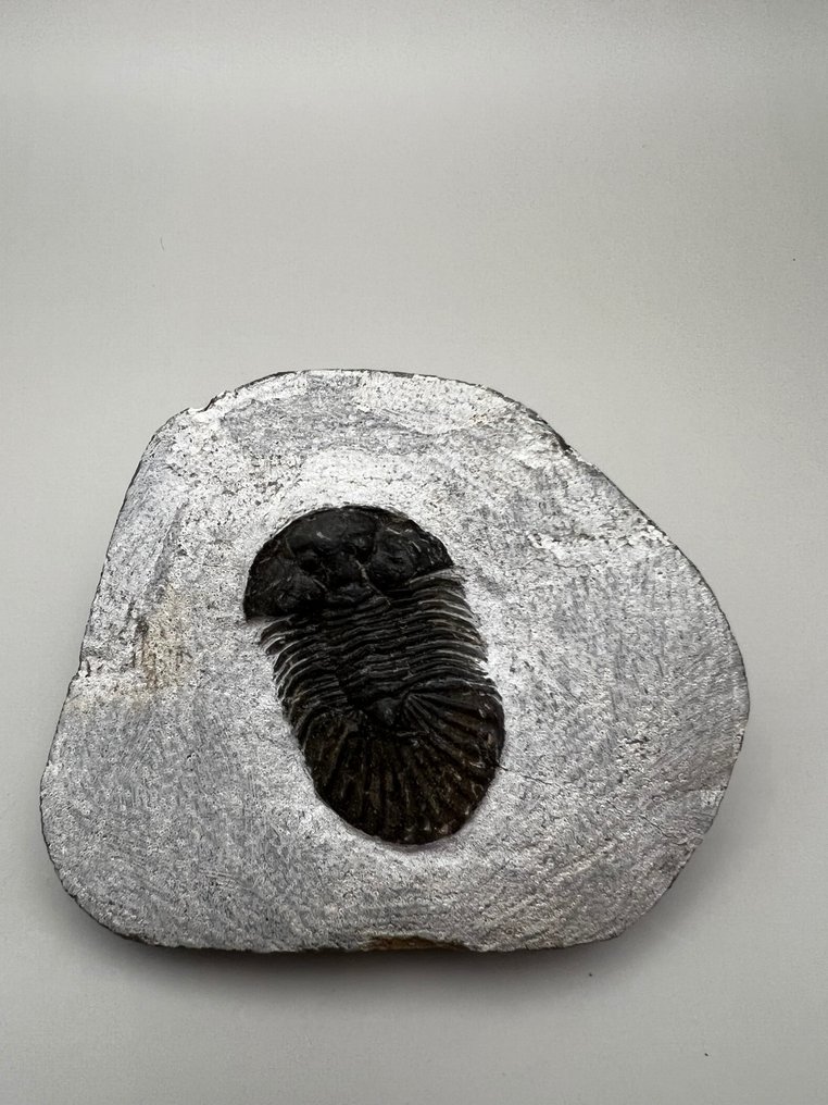 三叶虫 - 动物化石 - Scabriscutellum - 4.4 cm - 2.9 cm #2.1
