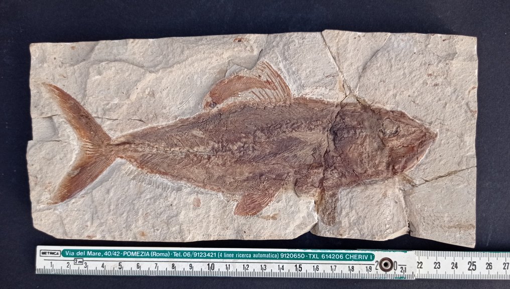 魚 - Fossil matrix - Grande Halec Microlepis con la prole - 260 mm - 1115 mm #3.2