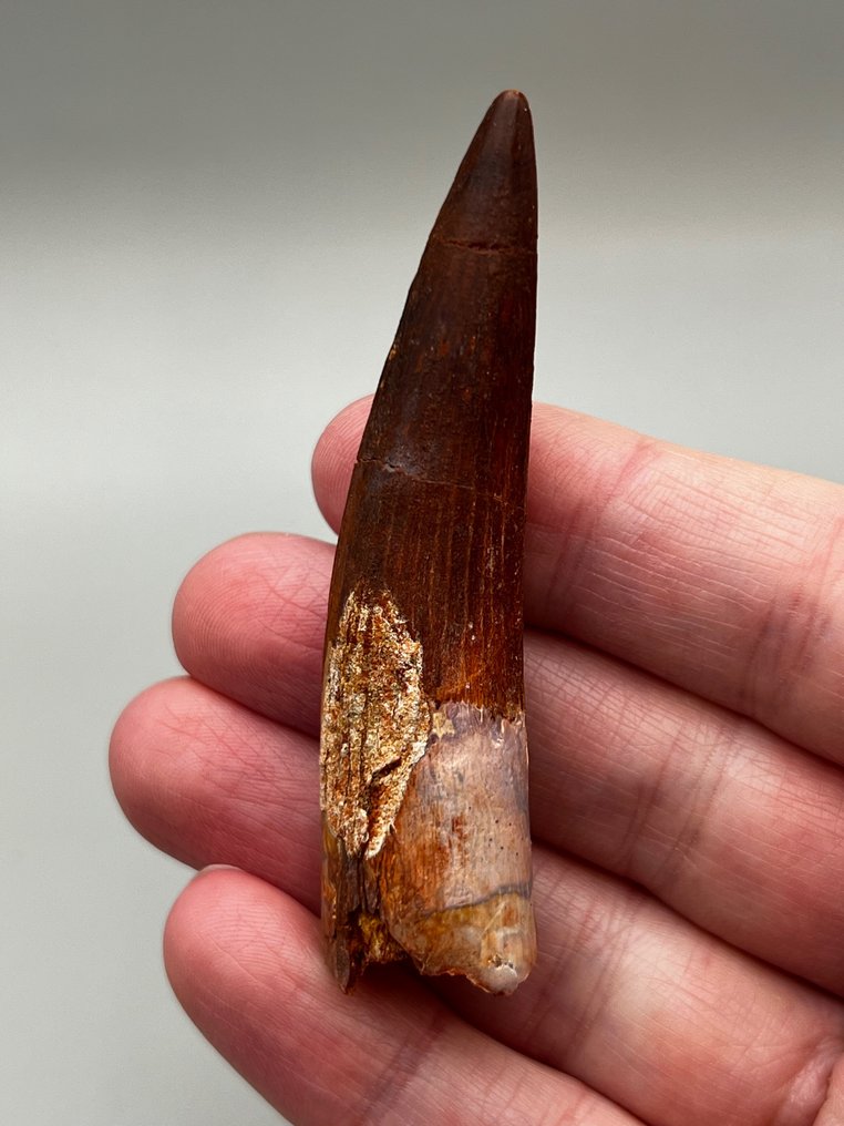 Espinossauro - Dente fóssil - 8 cm - 2 cm #1.2