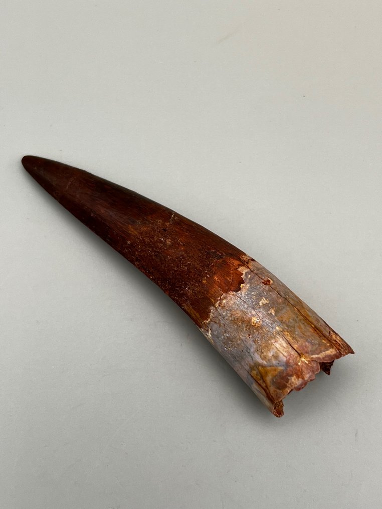 Espinossauro - Dente fóssil - 8 cm - 2 cm #2.1