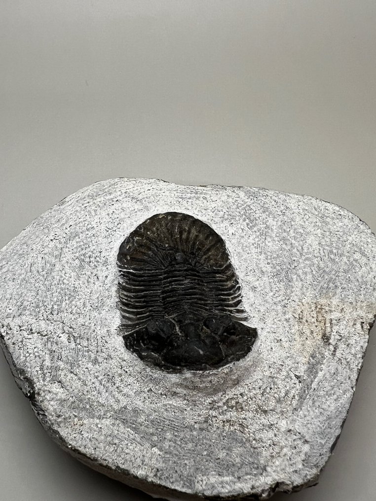 三叶虫 - 动物化石 - Scabriscutellum - 4.4 cm - 2.9 cm #1.2