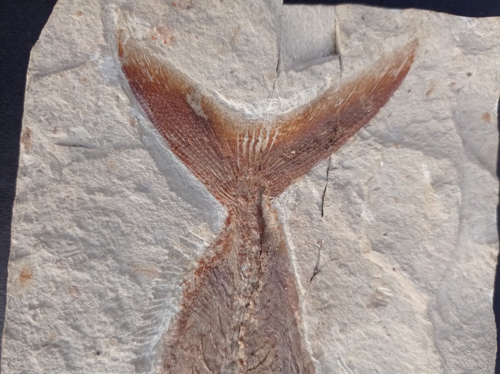魚 - Fossil matrix - Grande Halec Microlepis con la prole - 260 mm - 1115 mm #3.1