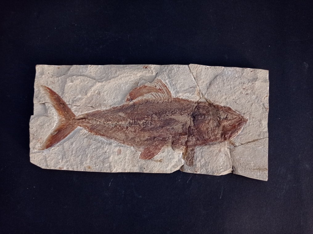 魚 - Fossil matrix - Grande Halec Microlepis con la prole - 260 mm - 1115 mm #1.1