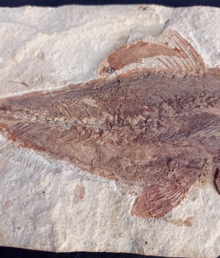 魚 - Fossil matrix - Grande Halec Microlepis con la prole - 260 mm - 1115 mm #2.1