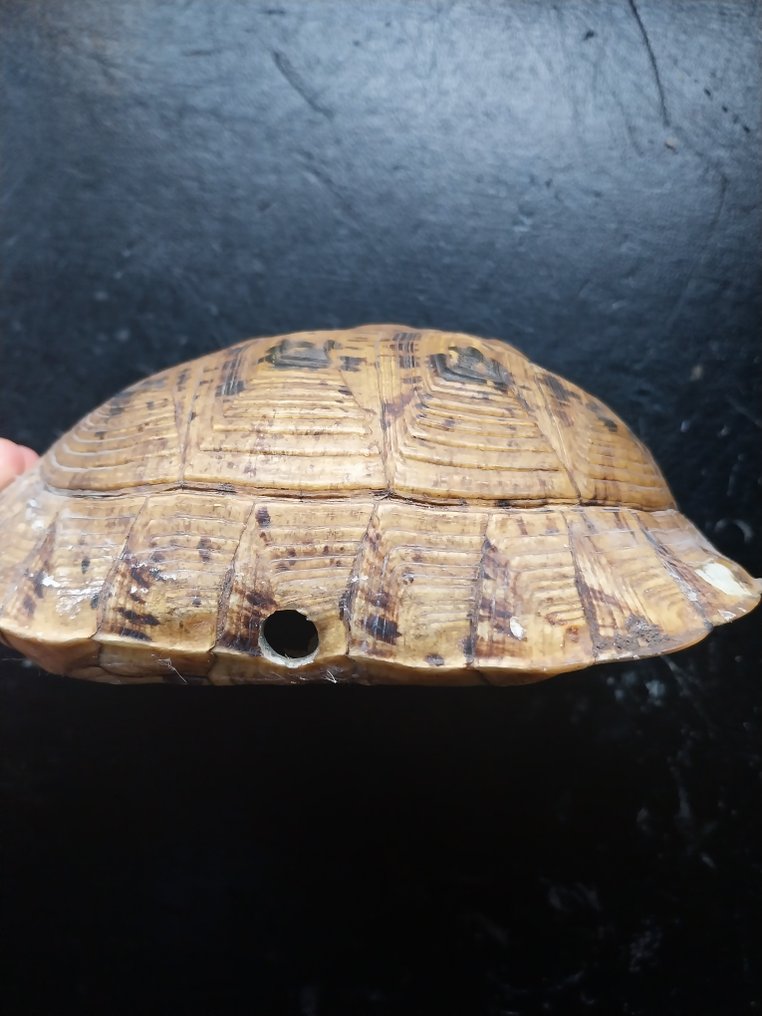 Hermann's Tortoise, aka Land Turtle Carapace - Testudo hermanni (with provenance report confirming pre-1947) - 6 cm - 11 cm - 16 cm - pre-CITES (ie pre-1947) #2.1