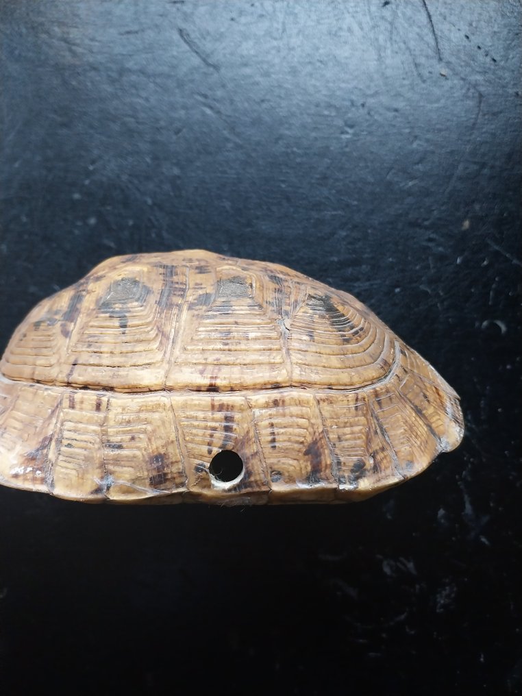 Hermann's Tortoise, aka Land Turtle Carapace - Testudo hermanni (with provenance report confirming pre-1947) - 6 cm - 11 cm - 16 cm - pre-CITES (ie pre-1947) #1.2