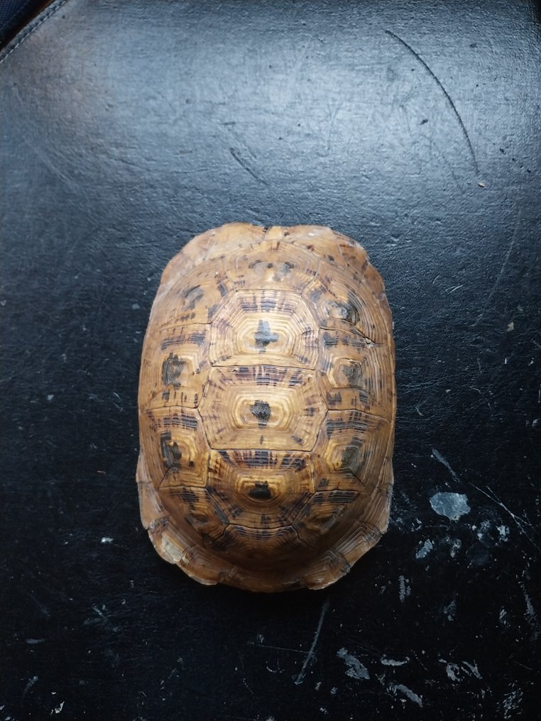 Hermann's Tortoise, aka Land Turtle Carapace - Testudo hermanni (with provenance report confirming pre-1947) - 6 cm - 11 cm - 16 cm - pre-CITES (ie pre-1947) #1.1