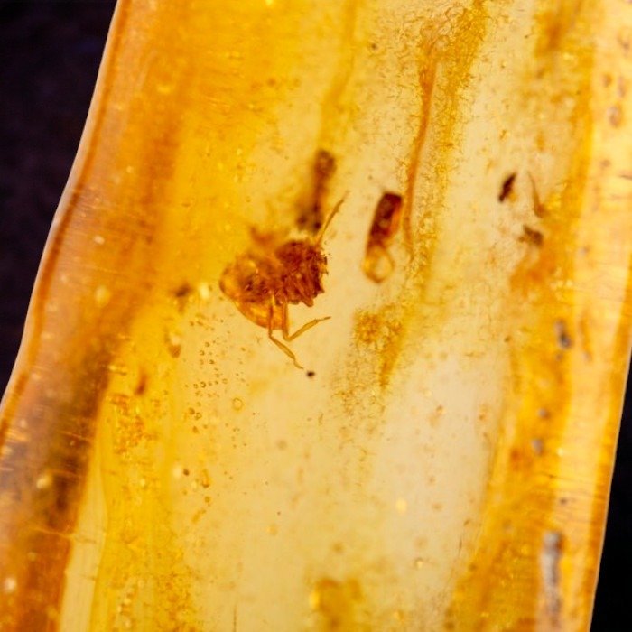 Madagascar Copal With Mosquito Inclusions: A Window Into The Past. - Amber - 134.5 mm - 38.5 mm #2.1