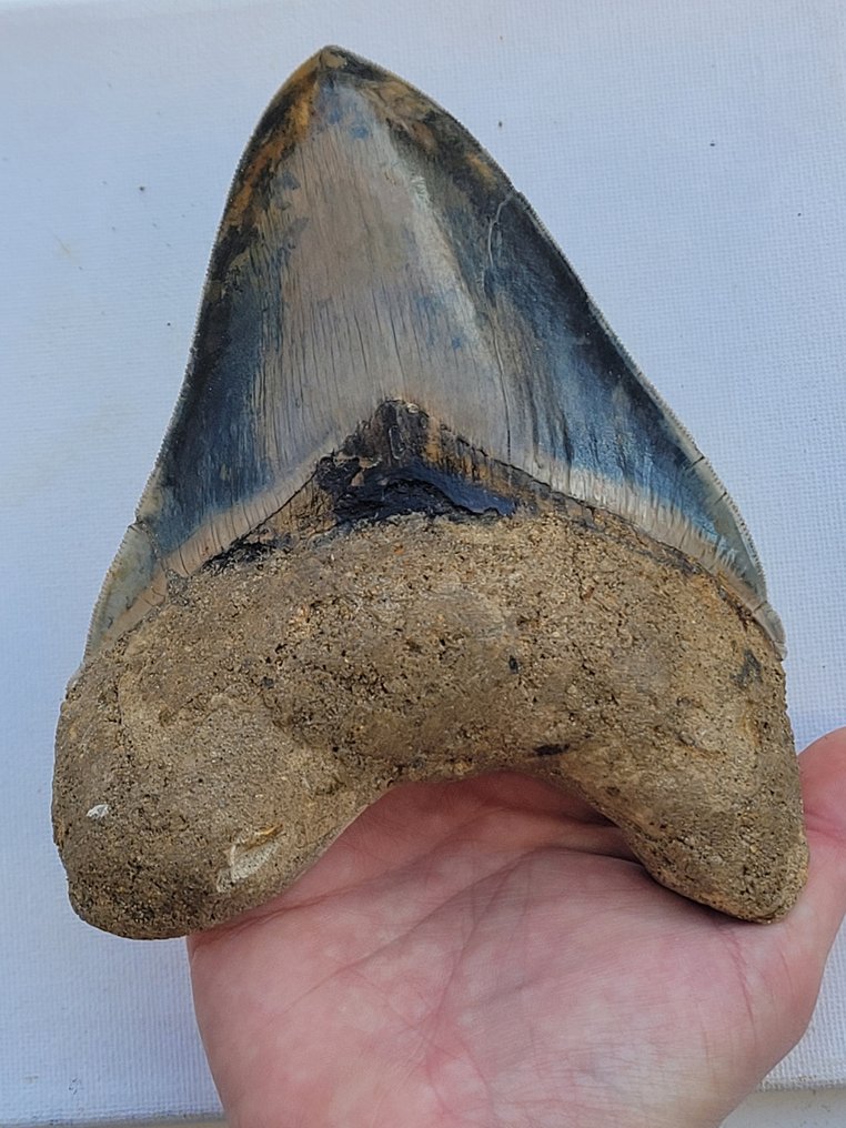 Dente fóssil - 15 cm - 11.5 cm #1.1