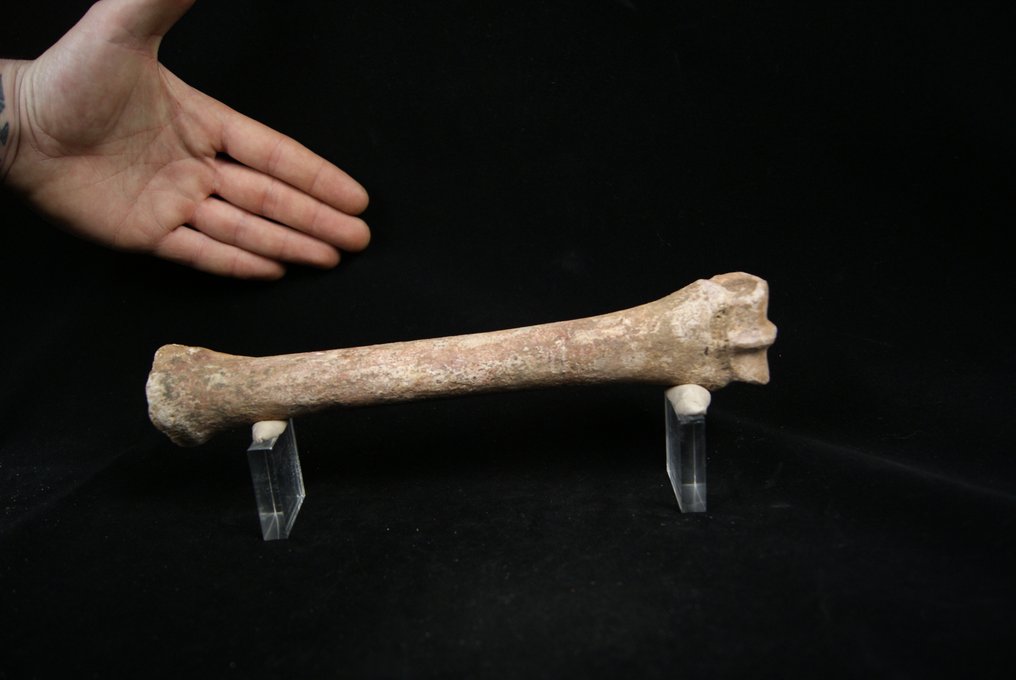 博物馆掌骨马属马 - 动物化石 - Equus caballus - 25.5 cm  (没有保留价) #2.1